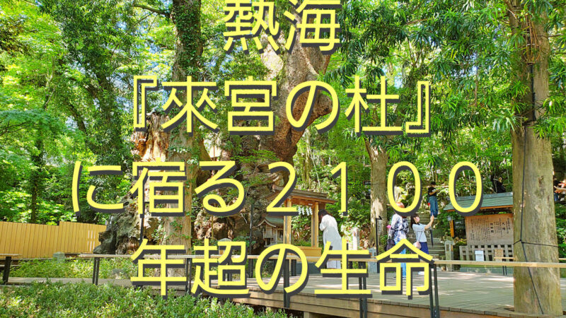 來宮神社 巨樹のもつパワー
